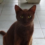 りんりんのメモ帳